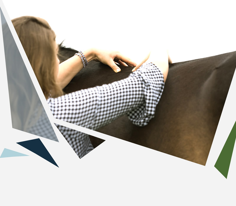 sport horse insurance