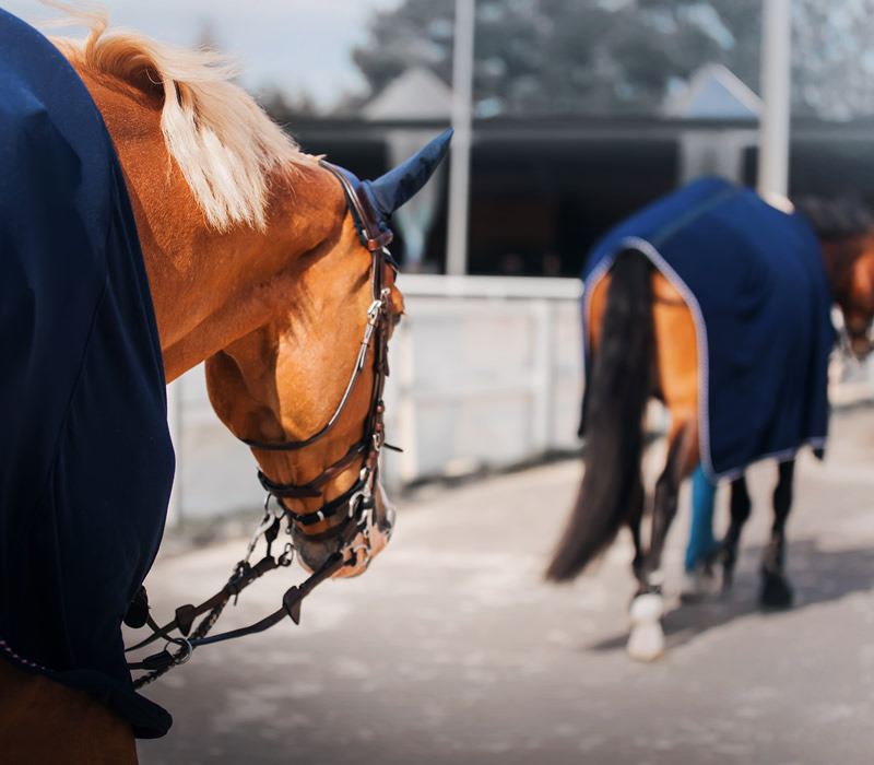 sport horse insurance