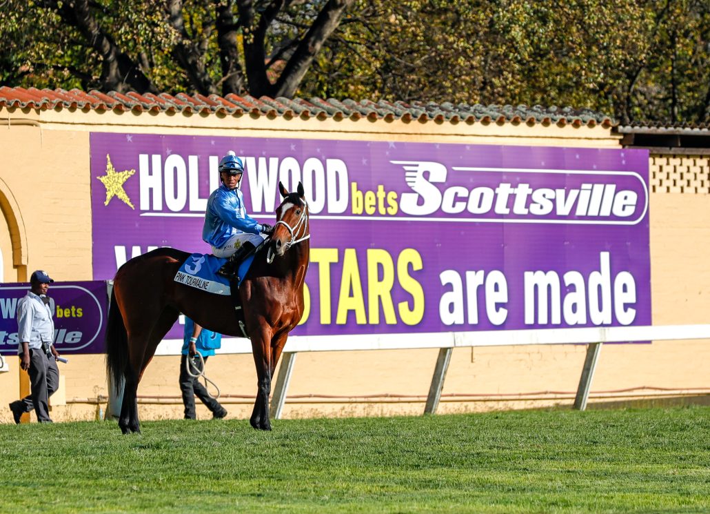 Race horse Pink Tourmaline in front of betting signage | Kuda