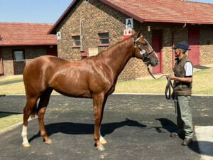 Kuda Bloodstock Insurance BSA 2YO