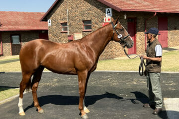 Kuda Bloodstock Insurance BSA 2YO