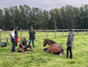 Kuda foal breeding 4